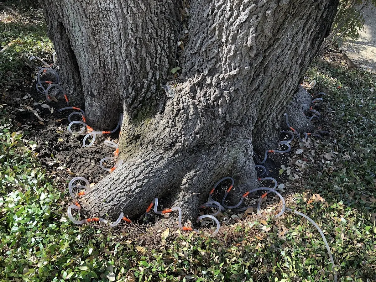 Detailed Tree Cabling and Bracing job site in Harrells