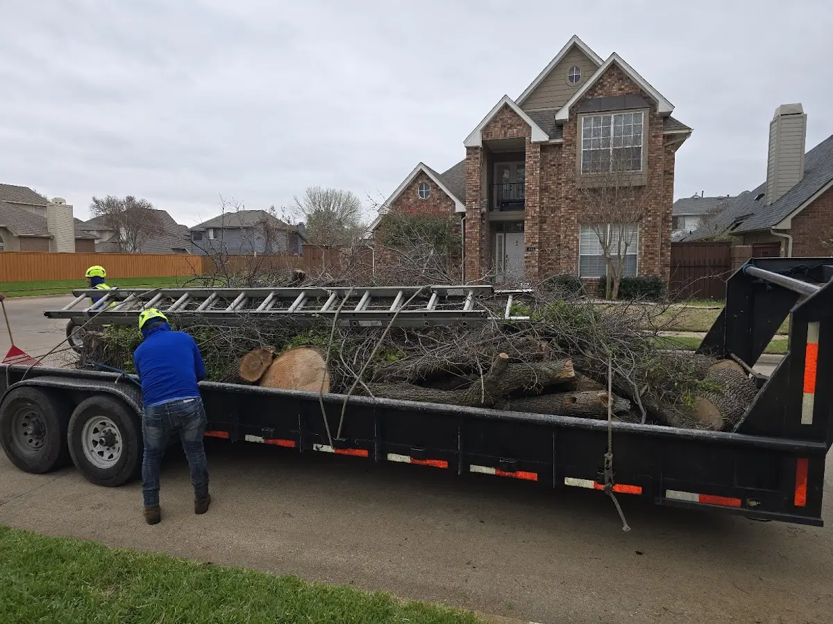 Expert Tree Removal with proper safety equipment in Harrells